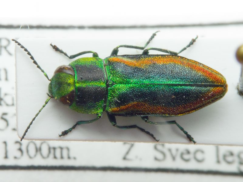 Anthaxia turcica Svoboda, 1994